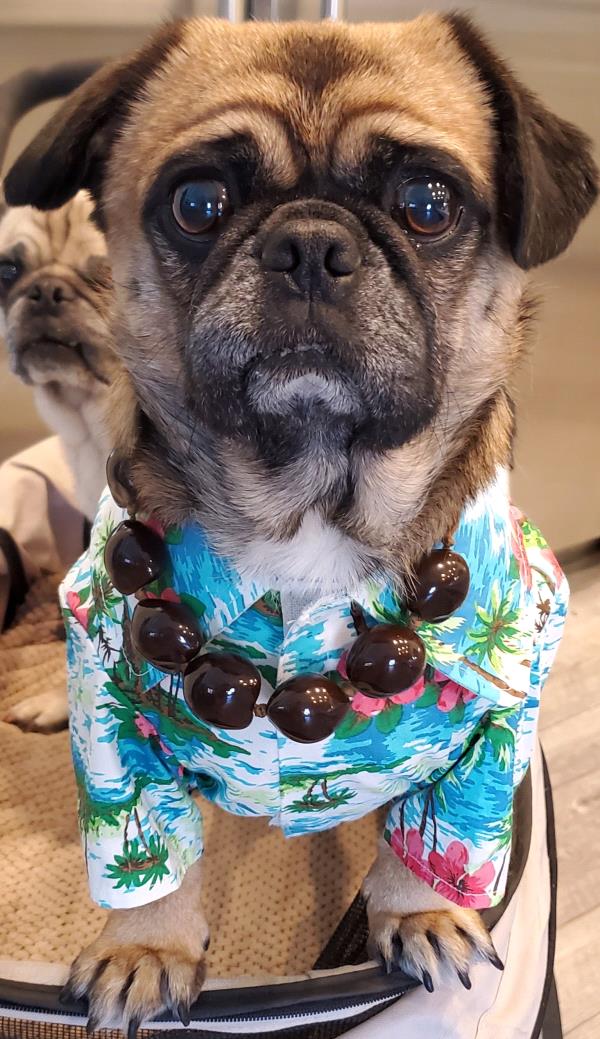 /images/uploads/pug nation rescue of los angeles/pugnation2021/entries/15160thumb.jpg